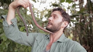 GIANT EARTHWORM DISCOVERED IN ECUADOR [upl. by Repsag]