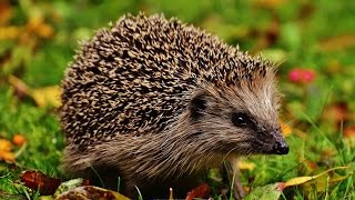 Where to see hedgehogs in the UK  Wild Britain [upl. by Burtie]