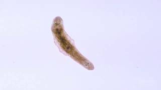 In A Minute Science Planaria [upl. by Baptist]