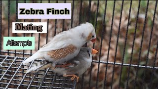 Zebra Finch Mating Attempts [upl. by Dennis671]