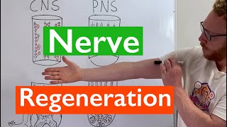 Nerve Regeneration  Spinal Cord vs Peripheral Nerves [upl. by Angelika139]