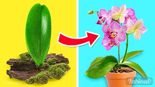 Easy orchid propagation methods How to grow orchids at home [upl. by Htrow919]