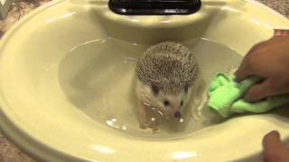 How to Bathe your Hedgehog [upl. by Anitahs]