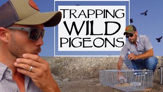 Trapping Wild Pigeons And Training Homing Pigeons [upl. by Amatruda]