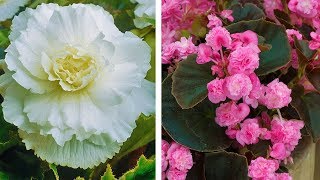 How to Plant Double Begonias Summer Garden Guide [upl. by Aenat]