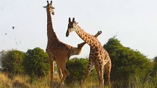 Funniest Giraffes Fighting Ever [upl. by Azilem]