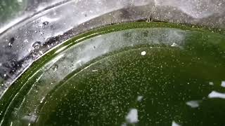 DAPHNIA MOINA CULTURE IN A SMALL BUCKET [upl. by Ridan]