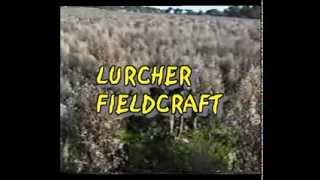 lurcher training field craft from 12 months on part 1 [upl. by Eppilihp]