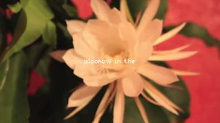 Johnny Stimson  Flower Official Lyric Video [upl. by Bultman]