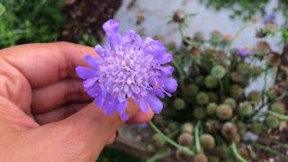 How to Seed Save Scabiosa Pincushion flowers [upl. by Wilber841]