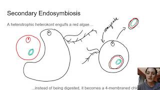 Descendants of Secondary Endosymbiosis Phaeophyta [upl. by Giuditta387]