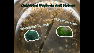 How To Culture Daphnia and Moinas using Green Water Spirulina powder [upl. by Tabina]