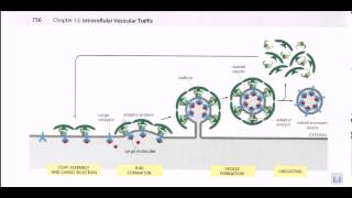 Vesicle formation [upl. by Adnam840]