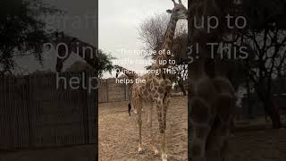 Giraffe Cute Animals Videos Compilation [upl. by Shirlee]