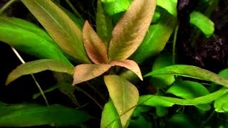 Aquarium Tropical plant Hygrophila corymbosa [upl. by Duncan]