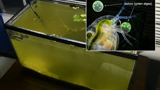 Raising Daphnia for the Freshwater Aquarium [upl. by Suolkcin]