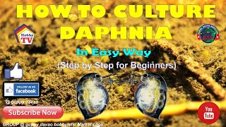 HOW TO CULTURE DAPHNIA In Easy Way [upl. by Adelheid]