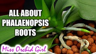 Understanding Phalaenopsis Orchid roots  All you should know [upl. by Andromede]