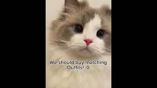 stay if your ugly part 9 ❤️ cutecat cute kitty cutekitty shorts [upl. by Harwilll]