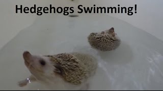 CUTE Hedgehog Swim Compilation [upl. by Adliwa240]